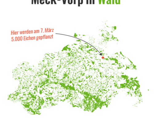 KATAPULT pflanzt einen Wald